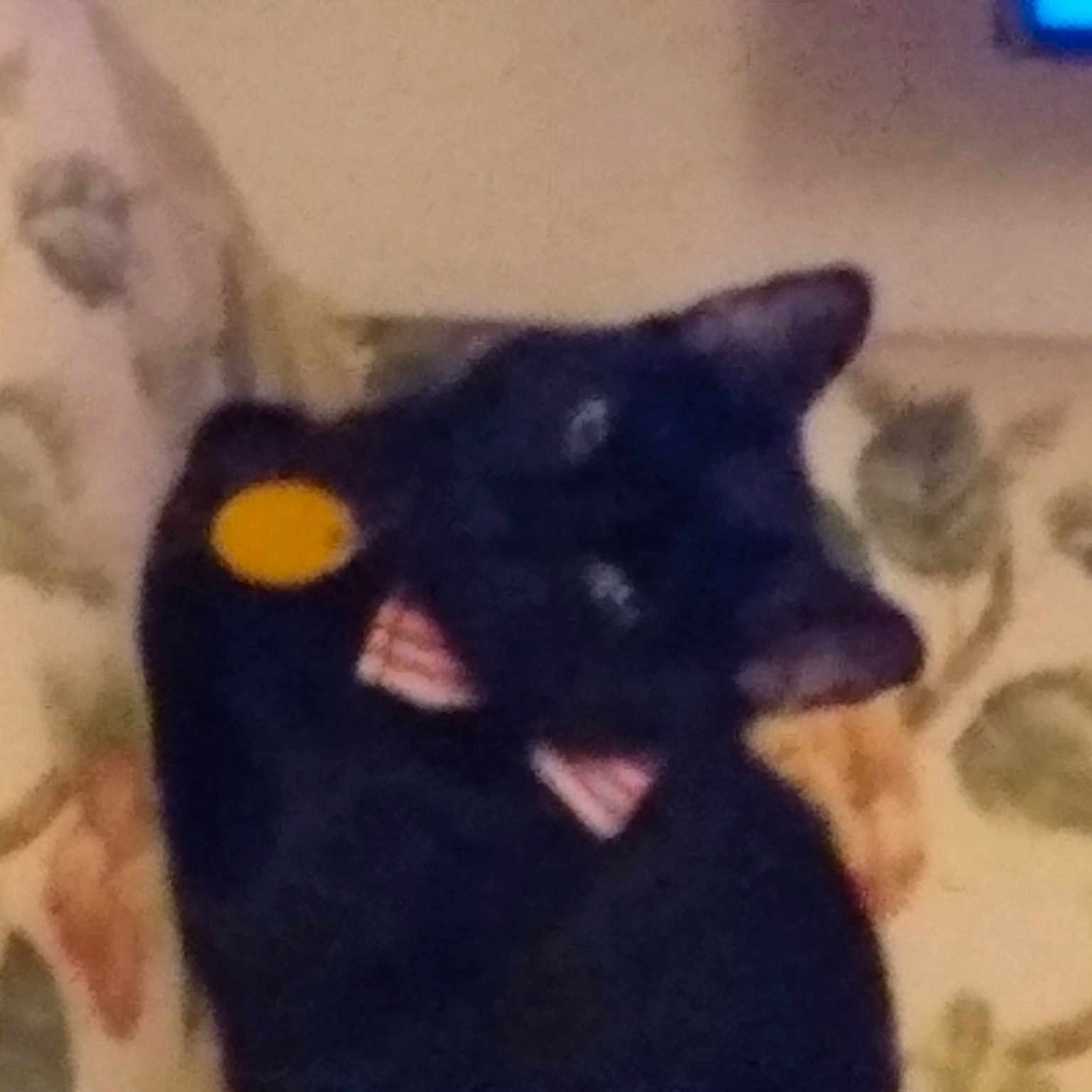 Juju is registered to the contest to win money with this photo: black_cat, bombay, canidae, carnivore, cat, comfort, dog_breed, domestic_short_haired_cat, felidae, fur, gesture, linens, pattern, room, small_to_medium_sized_cats, snout, square, tail, visual_arts, whiskers