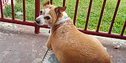 Tiny M Yarberry is registered to the contest to win money with this photo: accessories, animal, architecture, building, canine, dog, fence, furniture, grass, hound, housing, indoors, interiordesign, nature, outdoors, pet, plant, puppy, shelter, strap