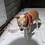 animal, canine, cold, dog, fur, ground, leaves, metal_wall, night, outdoor, pet, quiet, red_harness, shadow, small_dog, snow, standing, walking, white_snow, winter