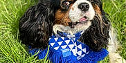 Socrate a rejoint le concours — aidez-le/la à gagner de superbes lots ! dog, cavalier_king_charles_spaniel, grass, scarf, blue_scarf, tricolor, pet, outdoor, animal, lying_down, fur, ears, face, portrait, cute, nature, summer, paw, whiskers, closeup
