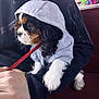 Socrate participe au concours pour gagner de l'argent avec cette photo : puppy, dog, hoodie, pet, cute, black_and_white, brown, person, hand, leash, seated, indoors, bench, clothing, casual, fur, curious, young, companion, animal
