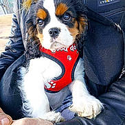 Socrate a rejoint le concours — aidez-le/la à gagner de superbes lots ! puppy, dog, pet, red_harness, black_jacket, person, hands, fur, close_up, outdoor, cute, animal, tricolor, white_fur, brown_fur, black_fur, leather, caring, young_dog, snout