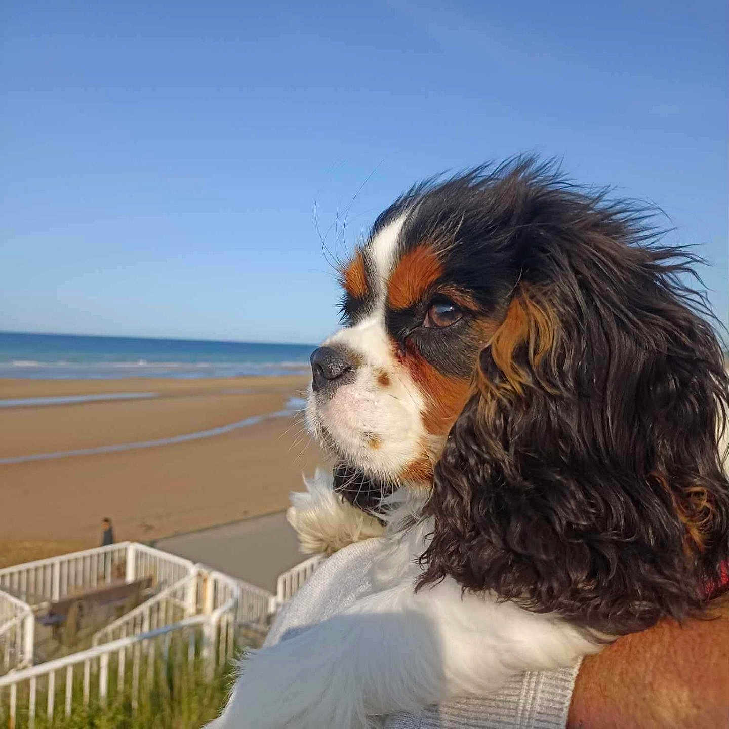 Socrate participe au concours pour gagner de l'argent avec cette photo : animal, beach, calm, cavalier_king_charles_spaniel, close_up, daytime, dog, fur, hand, landscape, nature, ocean, outdoor, person, pet, portrait, scenic, sky, sunlight, water