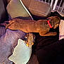 Ranger is registered to the contest to win money with this photo: adult, animal, architecture, bulldog, canine, chair, couch, cushion, dog, dogbed, furniture, homedecor, hound, male, man, person, pet, pillow, puppy, sleeping