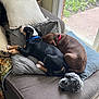 Ranger joined the competition — help win amazing prizes! animal, canine, clothing, couch, cushion, dog, dogbed, footwear, furniture, homedecor, hound, person, pet, pillow, plant, pointer, puppy, shoe, sleeping