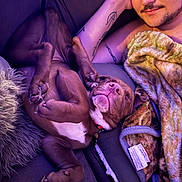Ranger joined the competition — help win amazing prizes! adult, animal, blanket, bulldog, canine, childbirth, couch, dog, face, furniture, head, male, man, person, pet, photography, portrait, puppy, purple, sleeping