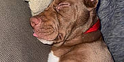 Ranger joined the competition — help win amazing prizes! animal, blanket, boxer, bulldog, canine, chair, couch, cushion, dog, frenchbulldog, furniture, homedecor, hound, labradorretriever, person, pet, pitbull, pointer, puppy, sleeping