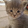 kitten, cat, gray, fluffy, cute, pet, indoor, carpet, young, animal, small, fur, whiskers, face, eyes, sitting, domestic, feline, closeup, adorable