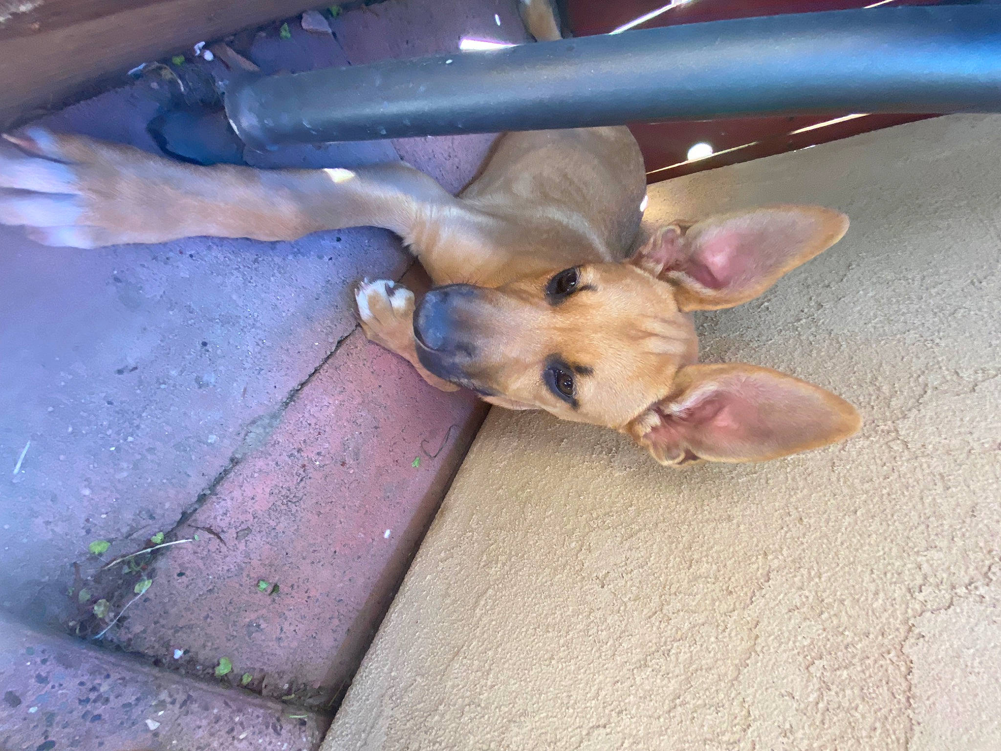 Bonnie joined the competition — help win amazing prizes! canidae, carnivore, companion_dog, dog, dog_breed, fawn, foot, fur, human_leg, liver, non_sporting_group, paw, puppy, snout, sporting_group, street_dog, tail, toy_dog, wood, working_animal