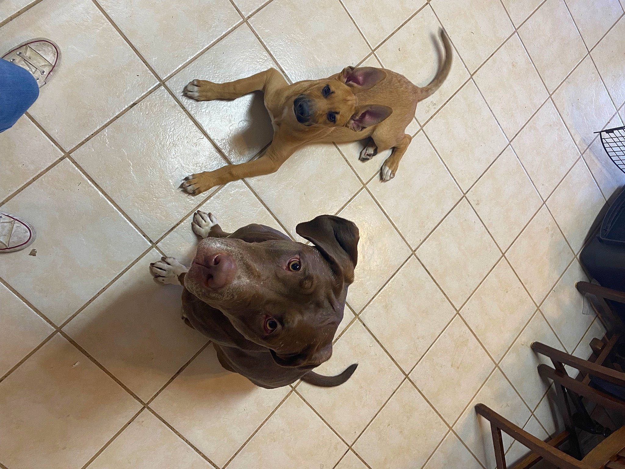 Bonnie joined the competition — help win amazing prizes! art, chair, companion_dog, dog_breed, fashion_accessory, floor, flooring, hardwood, machine, metal, musical_instrument, sculpture, snout, tail, terrestrial_animal, tile, visual_arts, wood, working_animal