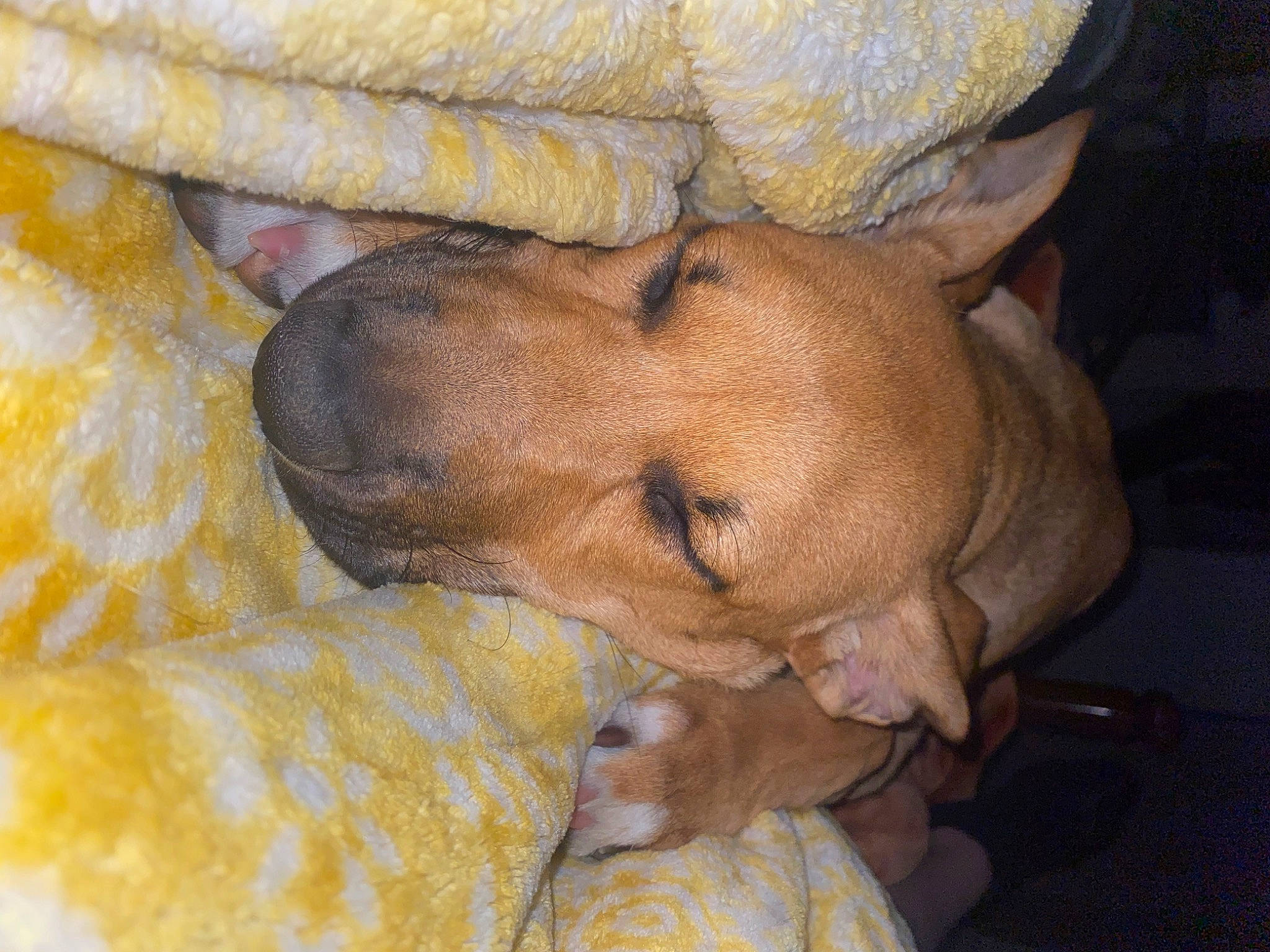 Bonnie joined the competition — help win amazing prizes! canidae, carnivore, comfort, companion_dog, dog, dog_breed, fawn, fur, liver, nap, non_sporting_group, sleep, snout, sporting_group, terrestrial_animal, working_animal