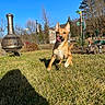 dog, playing, grass, outdoor, sunny, tongue_out, canine, yard, chiminea, trees, blue_sky, pet, animal, active, happy, nature, summer, fence, house, daytime