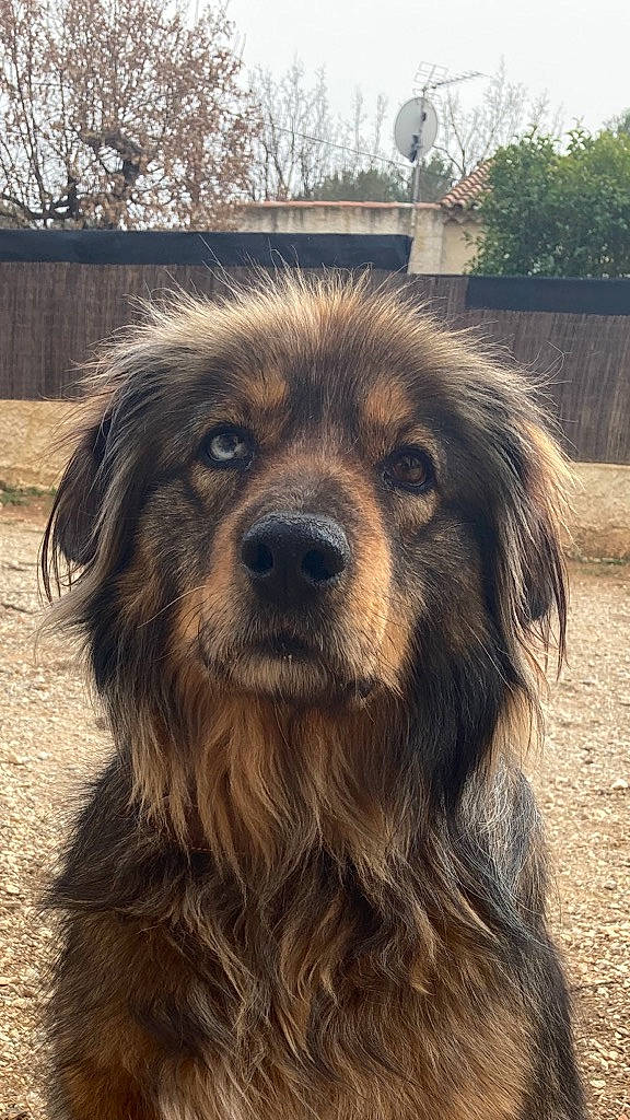 Maïla participe au concours pour gagner de l'argent avec cette photo : ancient_dog_breeds, canidae, carnivore, companion_dog, dog, dog_breed, fur, liver, sky, snout, sporting_group, terrestrial_animal, tree, whiskers, wood, working_animal, working_dog