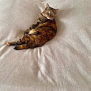 Pitchoune a rejoint le concours — aidez-le/la à gagner de superbes lots ! cat, tabby, pet, animal, feline, fur, whiskers, ears, tail, bed, blanket, cozy, resting, indoor, cute, looking_back, relaxing, soft_texture, home, comfort