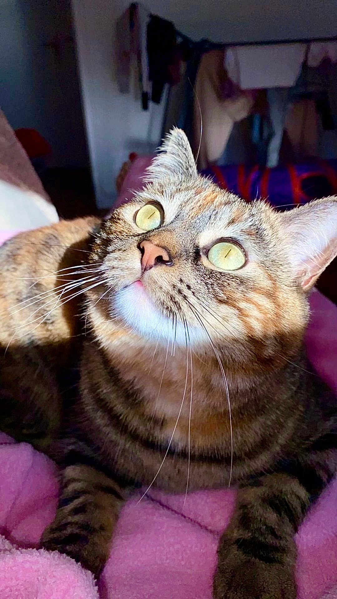 Pitchoune participe au concours pour gagner de l'argent avec cette photo : cat, tabby_cat, close_up, indoor, pet, feline, whiskers, green_eyes, curious, soft_blanket, pink_blanket, animal, mammal, fur, domestic_cat, resting, cute, face, paws, cozy