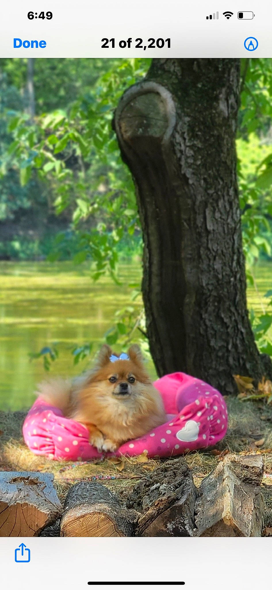 Bella joined the competition — help win amazing prizes! carnivore, cat, companion_dog, dog_breed, fawn, felidae, forest, grass, leisure, natural_landscape, plant, small_to_medium_sized_cats, spitz, tail, terrestrial_plant, tree, trunk, whiskers, wildlife, wood