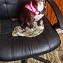 dog, small_dog, office_chair, black_chair, glowing_collar, pink_collar, indoor, carpet, wood_paneling, pet, animal, sitting, attentive, fabric, crumpled_cloth, floor, home, furniture, domestic, cute