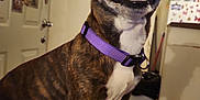 Gypsy joined the competition — help win amazing prizes! dog, purple_collar, indoor, pet, brindle_coat, happy, wide_eyes, sitting, mouth_open, teeth, door, photos, magnets, kitchen, trash_can, home, wall_decor, floor, furniture, domestic