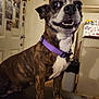 dog, purple_collar, indoor, pet, brindle_coat, happy, wide_eyes, sitting, mouth_open, teeth, door, photos, magnets, kitchen, trash_can, home, wall_decor, floor, furniture, domestic