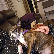 Gypsy joined the competition — help win amazing prizes! dog, brindle, sleeping, collar, purple, person, pajamas, stars, moons, lap, couch, pillow, living_room, hand, indoor, relaxed, cozy, furniture, home, pet
