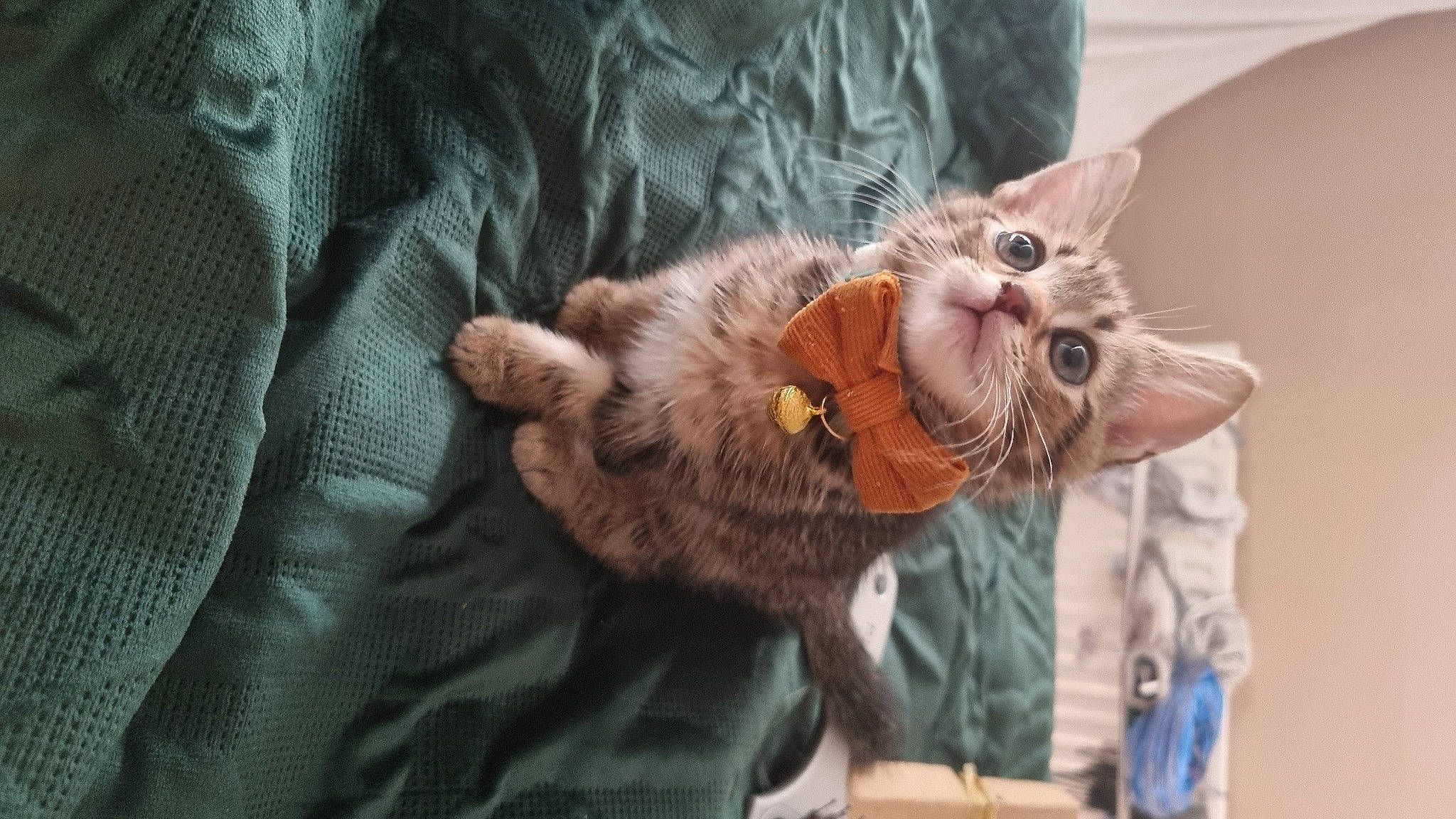 Chip joined the competition — help win amazing prizes! carnivore, cat, claw, comfort, domestic_short_haired_cat, ear, fawn, felidae, fur, paw, small_to_medium_sized_cats, snout, tail, textile, whiskers