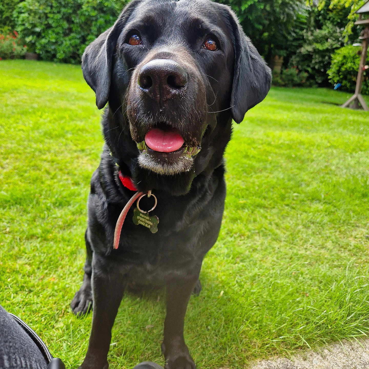 Bella joined the competition — help win amazing prizes! adult, animal, canine, clothing, dog, footwear, grass, labradorretriever, lawn, male, man, nature, outdoors, park, person, pet, plant, pointer, shoe, tree