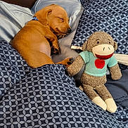 Copper joined the competition — help win amazing prizes! puppy, dog, sleeping, bed, blanket, pillow, stuffed_toy, sock_monkey, knitted_toy, cozy, cute, pet, animal, indoor, resting, brown_dog, patterned_bedding, soft, peaceful, collar