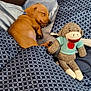 puppy, dog, sleeping, bed, blanket, pillow, stuffed_toy, sock_monkey, knitted_toy, cozy, cute, pet, animal, indoor, resting, brown_dog, patterned_bedding, soft, peaceful, collar