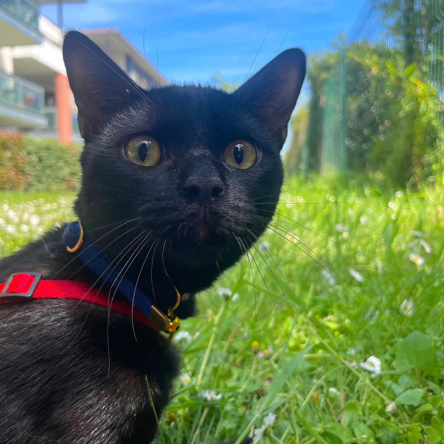 Bagerra participe au concours pour gagner de l'argent avec cette photo : accessories, animal, blackcat, cat, collar, field, flower, grass, grassland, green, kitten, lawn, nature, outdoors, pet, plant, pottedplant, strap, vegetation, yard