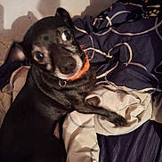 Bogie joined the competition — help win amazing prizes! animal, bed, bedding, bedroom, black_dog, blanket, collar, dark_fur, dog, indoors, lying_down, orange_collar, pet, playful, portrait, shadow, short_hair, sitting, small_dog, wide_eyes