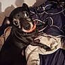 dog, black_dog, pet, animal, portrait, wide_eyes, orange_collar, collar, bed, bedding, blanket, bedroom, indoors, lying_down, sitting, short_hair, small_dog, dark_fur, playful, shadow