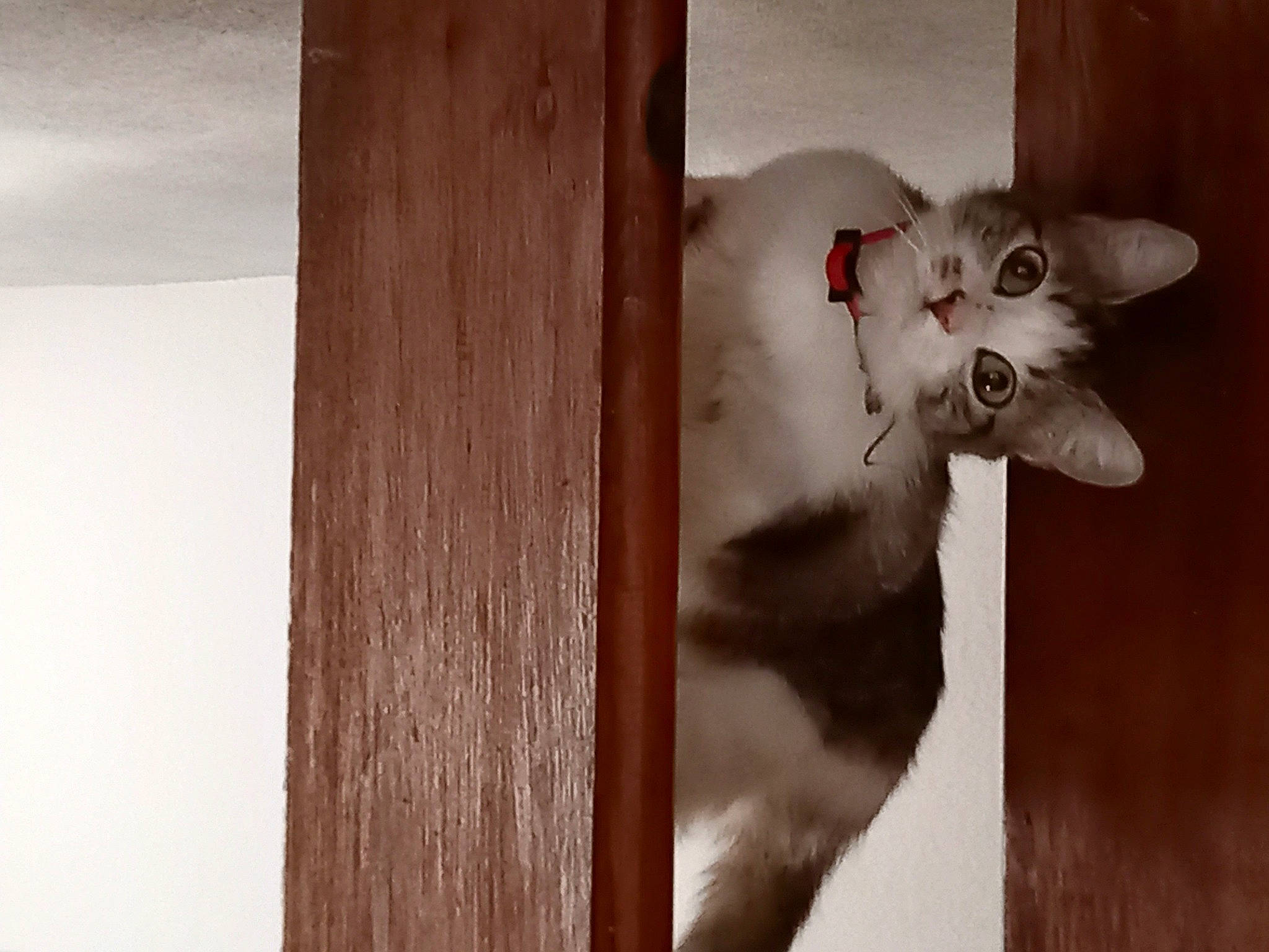 Muffin participe au concours pour gagner de l'argent avec cette photo : carnivore, cat, domestic_short_haired_cat, fawn, felidae, fur, grey, hardwood, monochrome, monochrome_photography, paw, plank, room, small_to_medium_sized_cats, snout, tail, tints_and_shades, whiskers, window, wood