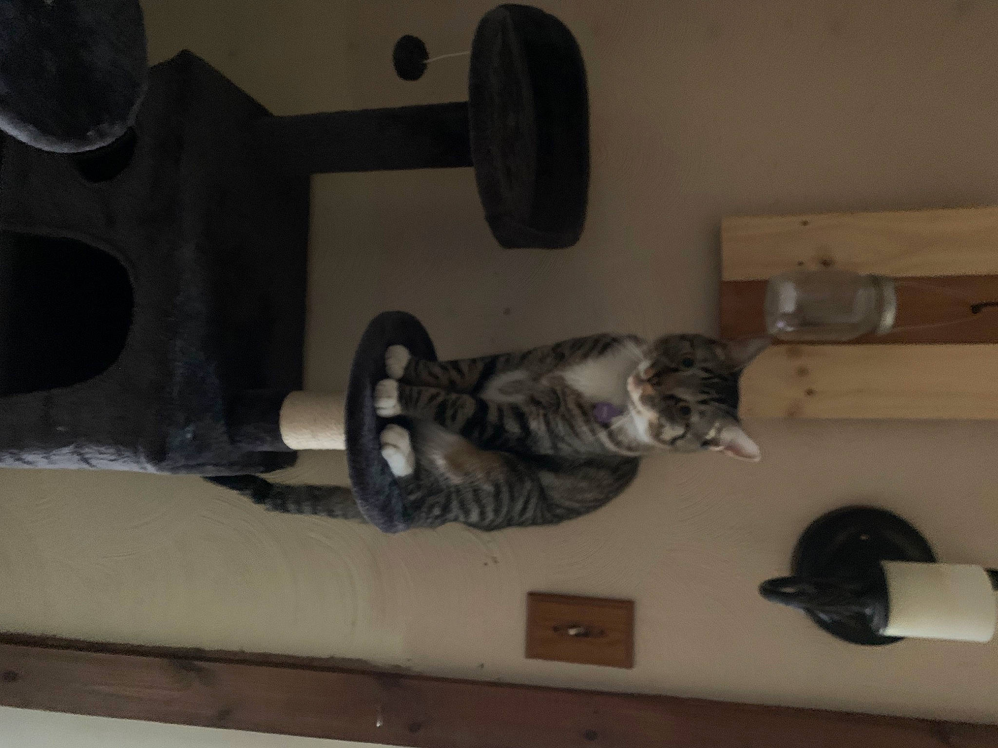 Boots is registered to the contest to win money with this photo: carnivore, cat, domestic_short_haired_cat, felidae, flooring, fur, gas, grey, hardwood, room, shelf, small_to_medium_sized_cats, tail, whiskers, wood