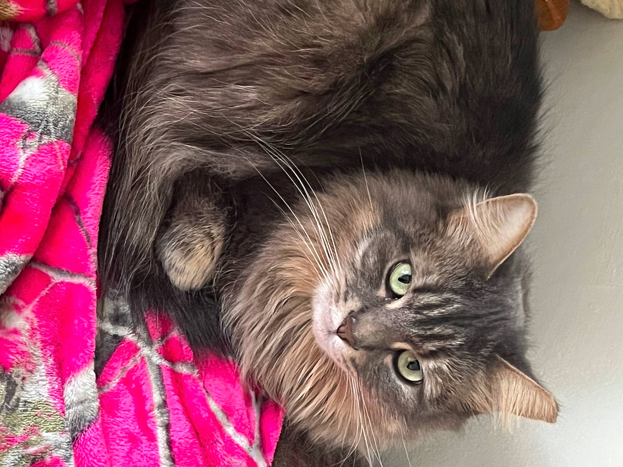 Veronica joined the competition — help win amazing prizes! black_cat, carnivore, cat, cat_supply, claw, domestic_short_haired_cat, ear, felidae, fur, iris, liver, magenta, paw, small_to_medium_sized_cats, snout, tail, terrestrial_animal, whiskers, wildlife, window