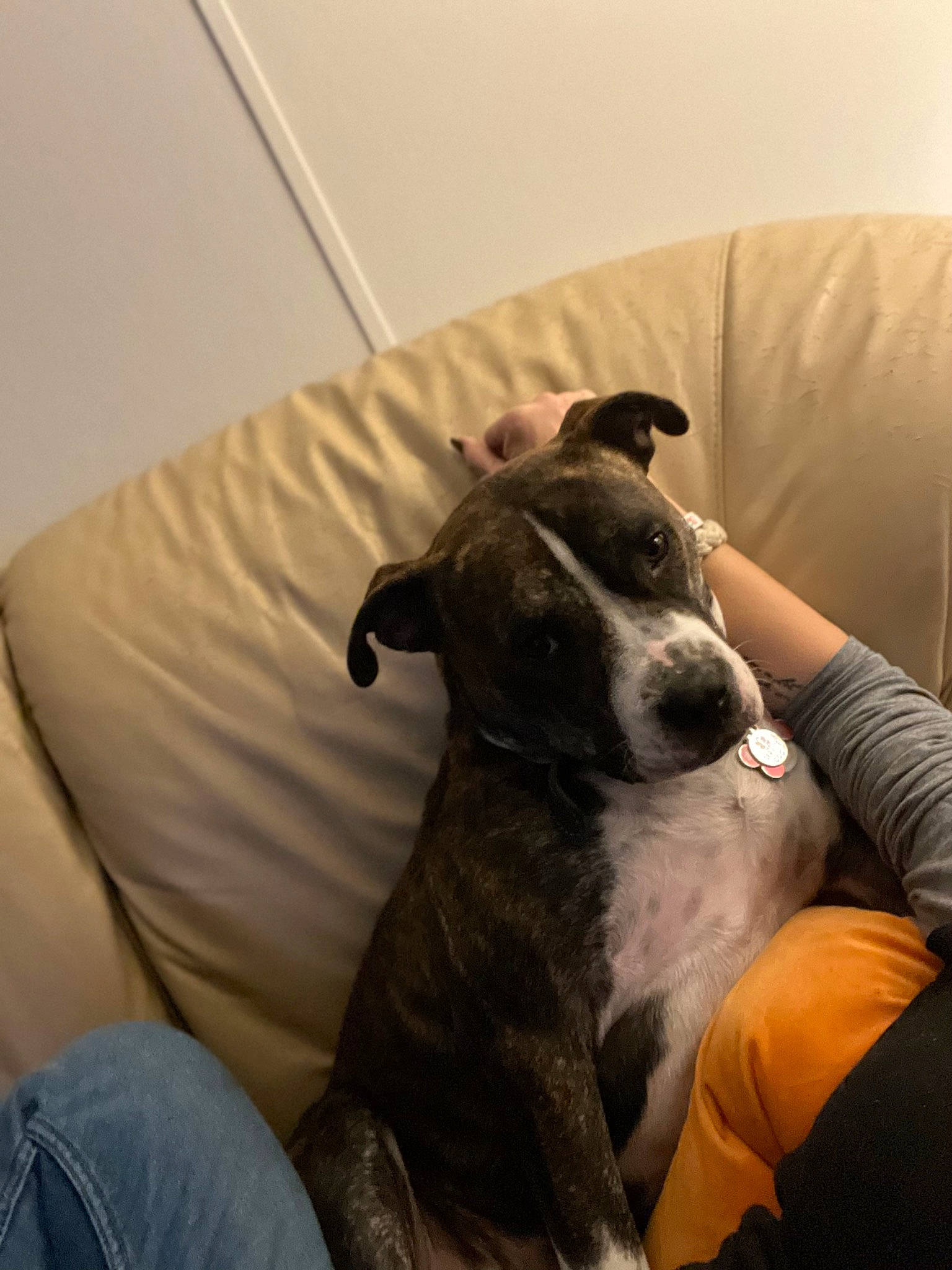 Lucifer is registered to the contest to win money with this photo: canidae, carnivore, comfort, companion_dog, couch, dog, dog_breed, ear, fawn, guard_dog, linens, non_sporting_group, rampur_greyhound, sighthound, sitting, snout, sporting_group, terrestrial_animal, whiskers, working_animal