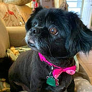 Duchess joined the competition — help win amazing prizes! dog, black_dog, pet, bow_tie, indoor, blanket, cozy, furniture, home, cute, small_dog, collar, animal, looking_up, ears, floor, living_room, window, decor, tag