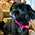 Duchess