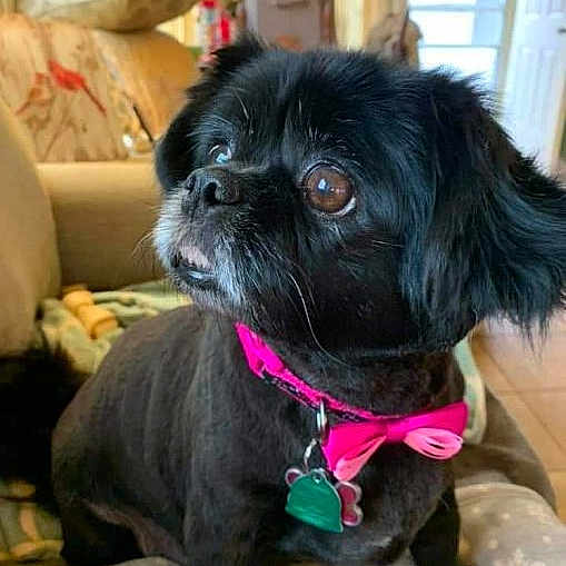 Duchess