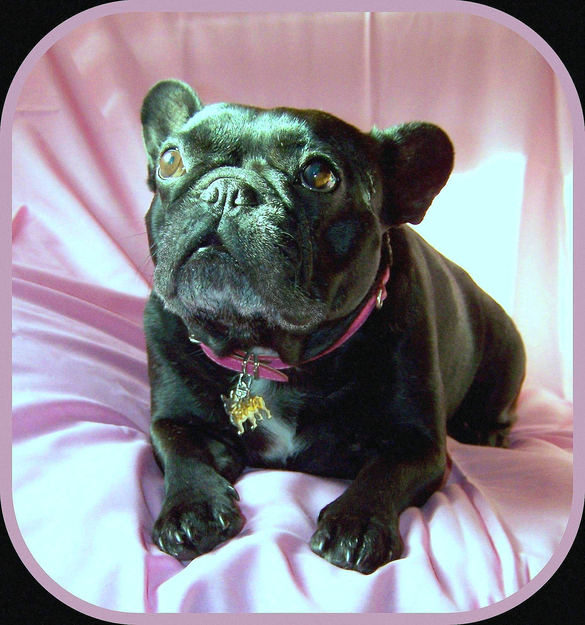 Candy a rejoint le concours — aidez-le/la à gagner de superbes lots ! bulldog, canidae, carnivore, companion_dog, dog, dog_breed, dog_collar, fawn, french_bulldog, mammal, non_sporting_group, pug, puppy, renascence_bulldogge, snout, toy_bulldog, vertebrate