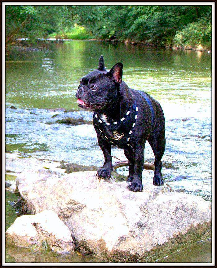 Candy a rejoint le concours — aidez-le/la à gagner de superbes lots ! bulldog, canidae, carnivore, companion_dog, dog, dog_breed, fawn, french_bulldog, guard_dog, mammal, molosser, non_sporting_group, perro_de_presa_mallorquin, sporting_group, vertebrate