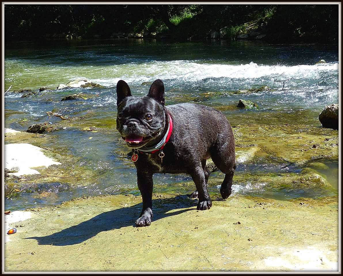 Candy participe au concours pour gagner de l'argent avec cette photo : canidae, carnivore, dog, dog_breed, formosan_mountain_dog, french_bulldog, mammal, non_sporting_group, snout, sporting_group, vertebrate