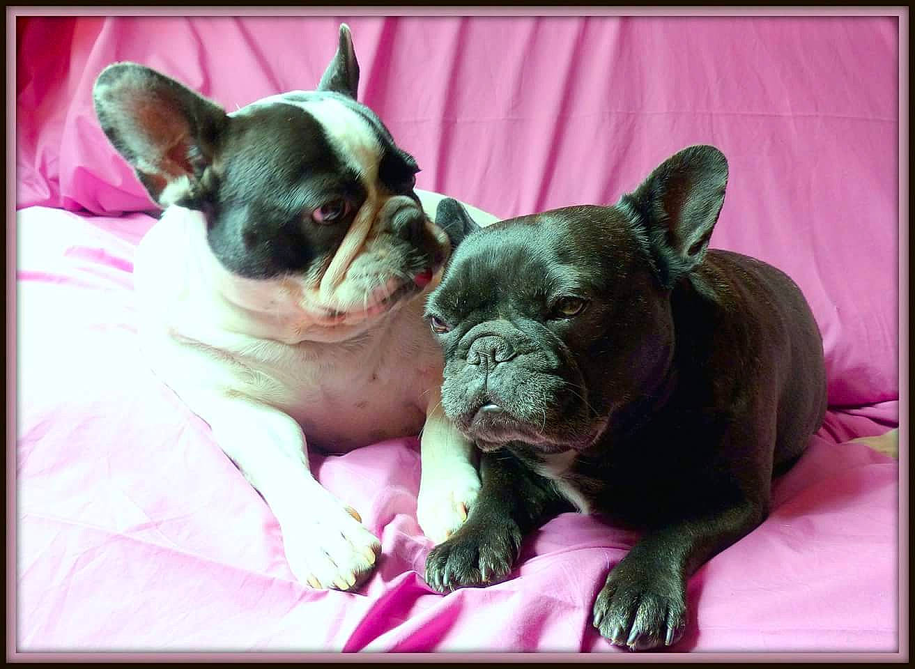 Candy participe au concours pour gagner de l'argent avec cette photo : boston_terrier, bulldog, canidae, carnivore, companion_dog, dog, dog_breed, fawn, french_bulldog, mammal, non_sporting_group, puppy, puppy_love, snout, toy_bulldog, vertebrate