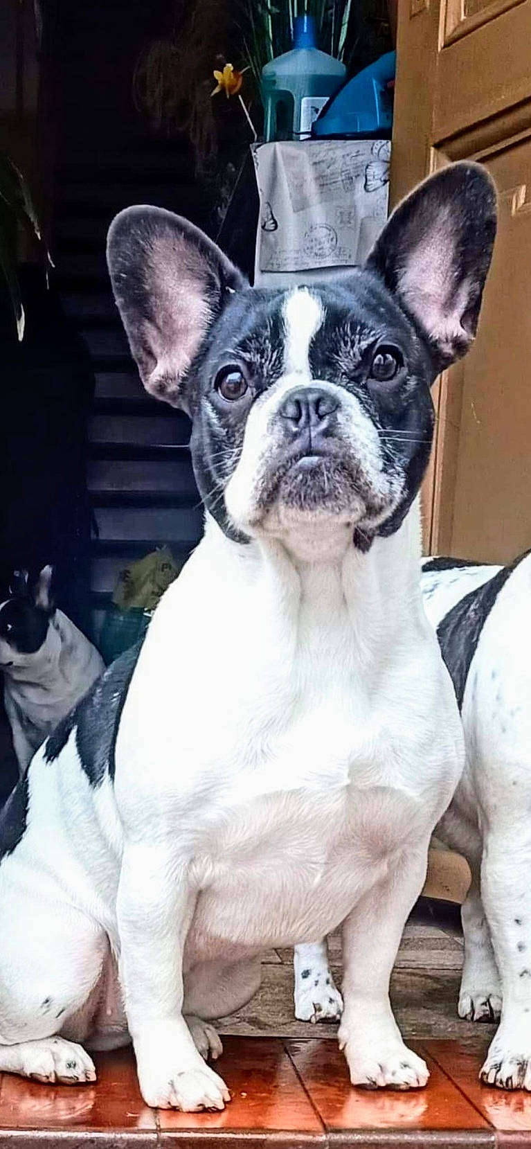 Pupuce participe au concours pour gagner de l'argent avec cette photo : canidae, carnivore, collar, companion_dog, dog, dog_breed, fawn, grey, jaw, mammal, neck, organ, organism, skin, snout, terrestrial_animal, vertebrate, whiskers, white, working_animal