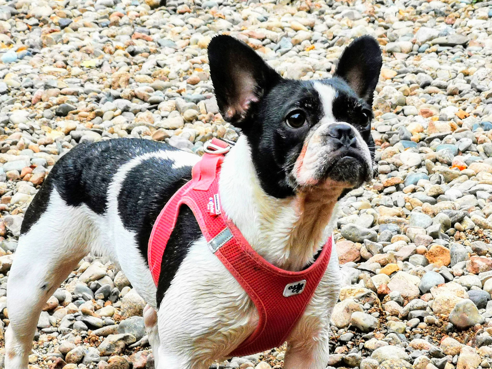 Pupuce a rejoint le concours — aidez-le/la à gagner de superbes lots ! ancient_dog_breeds, boston_terrier, bow_tie, canidae, carnivore, collar, companion_dog, dog, dog_breed, dog_clothes, dog_collar, fawn, french_bulldog, mammal, non_sporting_group, rare_breed_dog, snout, sporting_group, vertebrate