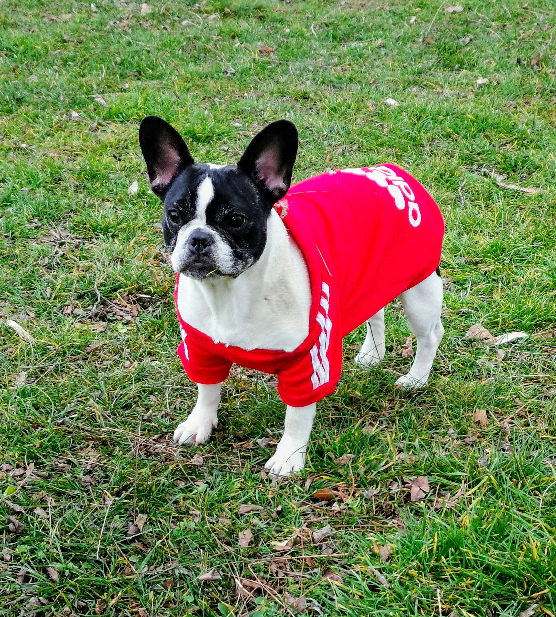 Pupuce a rejoint le concours — aidez-le/la à gagner de superbes lots ! canidae, carnivore, collar, companion_dog, dog, dog_breed, dog_clothes, dog_collar, dog_supply, grass, leash, mammal, non_sporting_group, pet_supply, snout, sporting_group, tail, toy_dog, vertebrate, working_animal