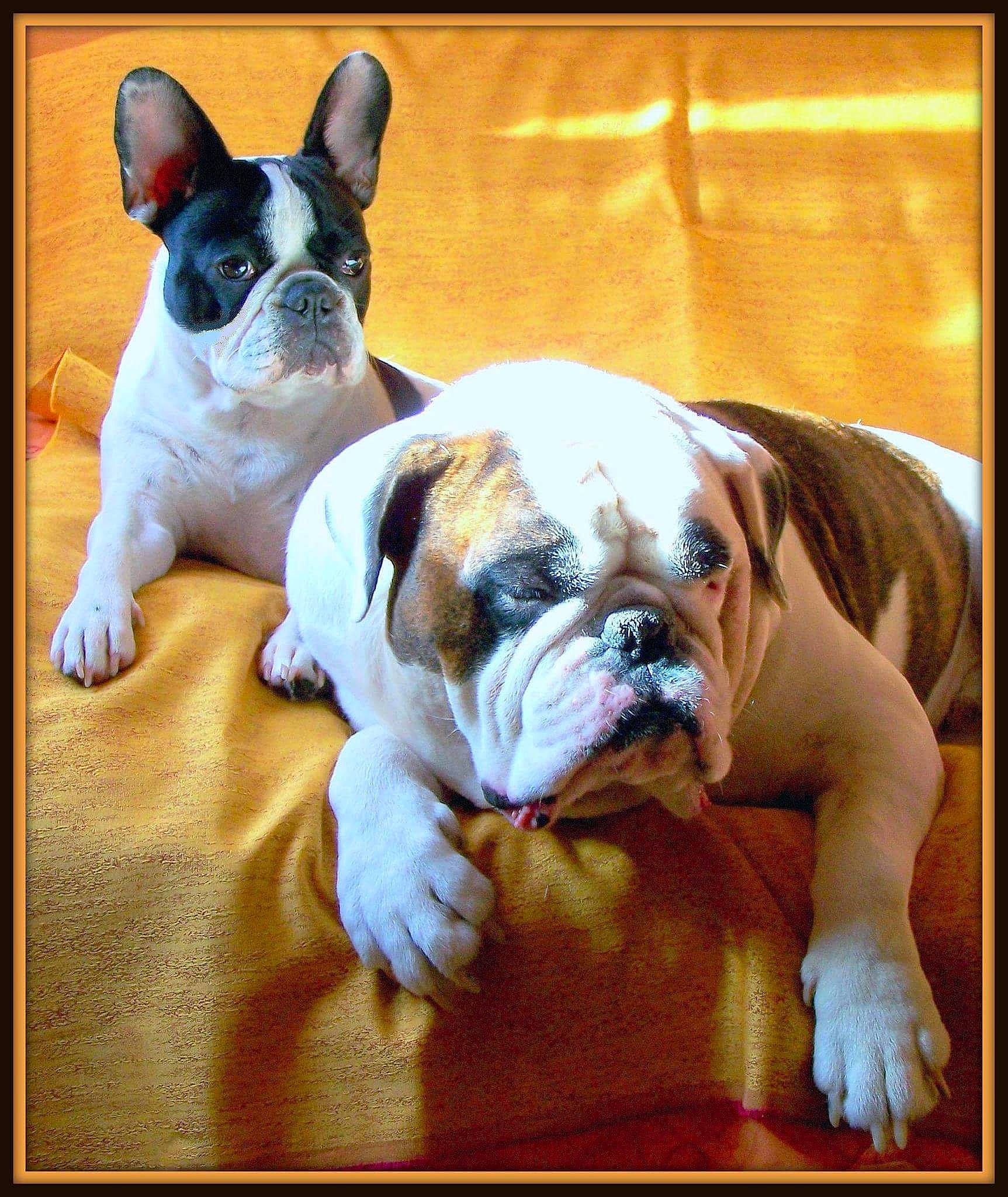 Glossy participe au concours pour gagner de l'argent avec cette photo : australian_bulldog, british_bulldogs, bulldog, canidae, carnivore, companion_dog, dog, dog_breed, french_bulldog, mammal, non_sporting_group, old_english_bulldog, olde_english_bulldogge, puppy, puppy_love, rare_breed_dog, snout, toy_bulldog, vertebrate, white_english_bulldog