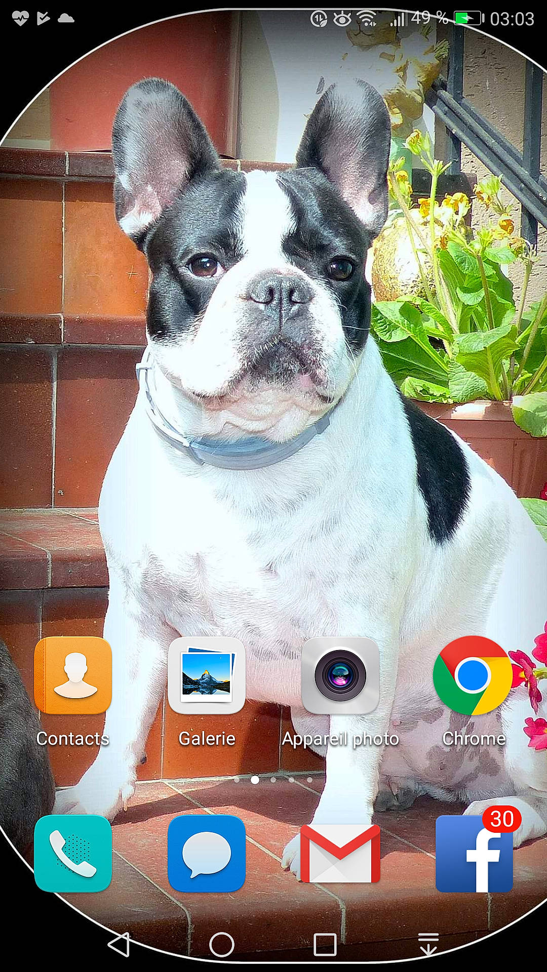 Glossy participe au concours pour gagner de l'argent avec cette photo : boston_terrier, bulldog, canidae, carnivore, companion_dog, dog, dog_breed, fawn, french_bulldog, mammal, non_sporting_group, rare_breed_dog, snout, toy_bulldog, vertebrate