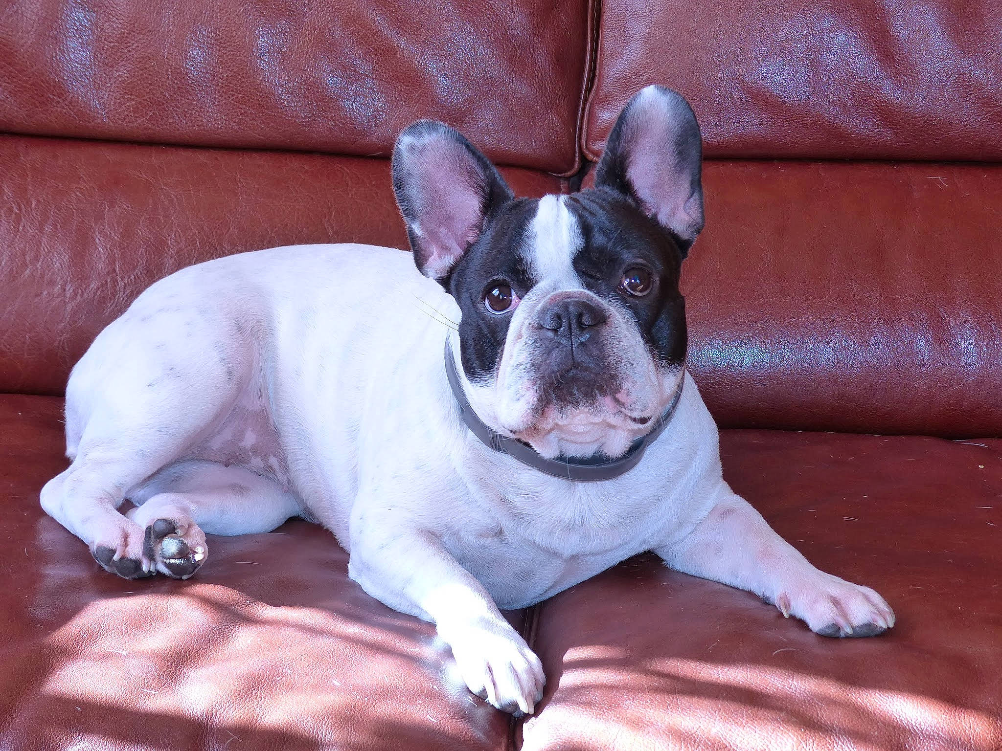 Glossy participe au concours pour gagner de l'argent avec cette photo : american_bulldog, boston_terrier, bulldog, canidae, carnivore, companion_dog, dog, dog_breed, fawn, french_bulldog, mammal, non_sporting_group, puppy_love, rare_breed_dog, skin, snout, sporting_group, toy_bulldog, vertebrate, whiskers