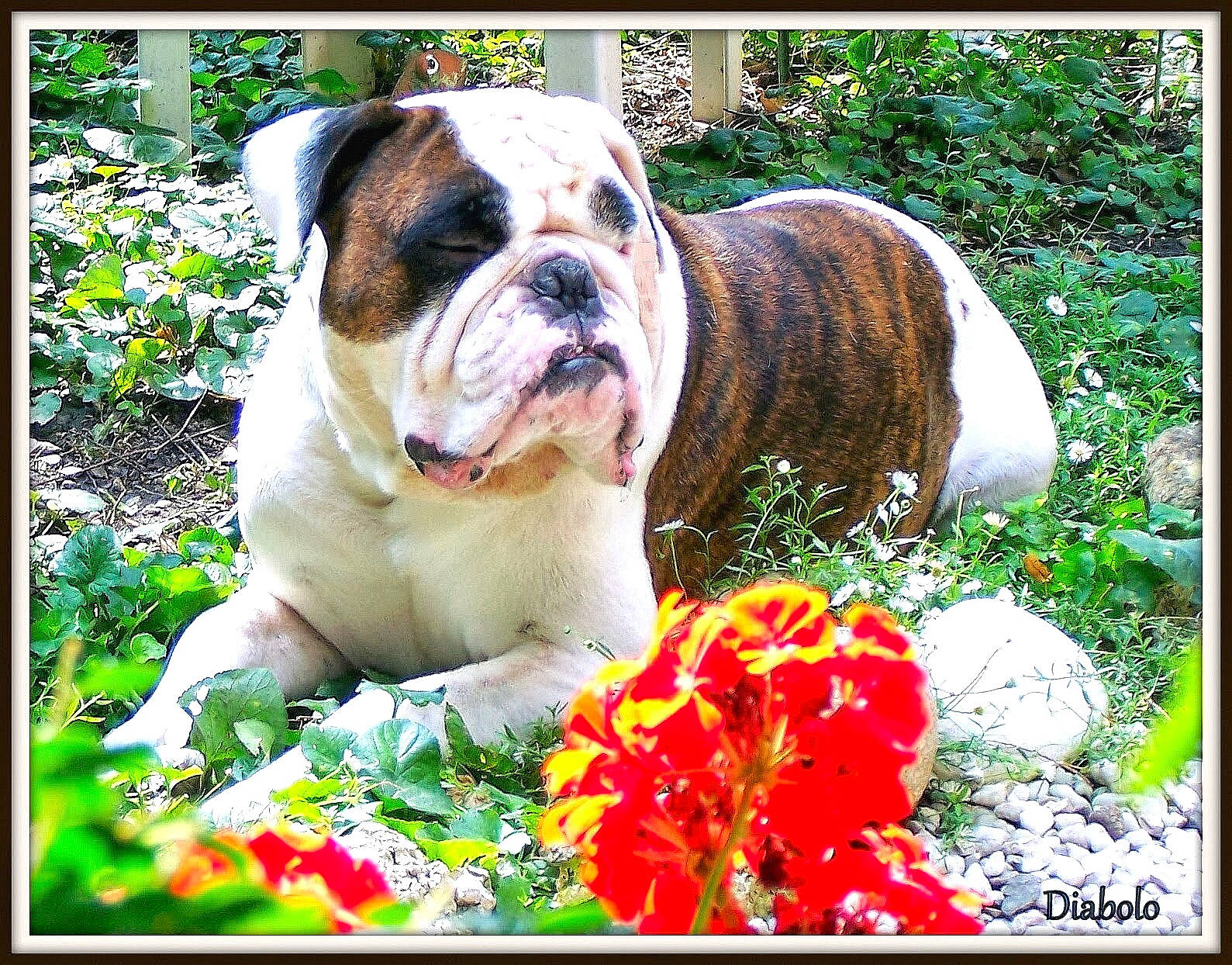 Diabolo participe au concours pour gagner de l'argent avec cette photo : american_bulldog, australian_bulldog, british_bulldogs, bulldog, canidae, carnivore, companion_dog, dog, dog_breed, dorset_olde_tyme_bulldogge, mammal, non_sporting_group, old_english_bulldog, olde_english_bulldogge, rare_breed_dog, renascence_bulldogge, snout, toy_bulldog, vertebrate, white_english_bulldog