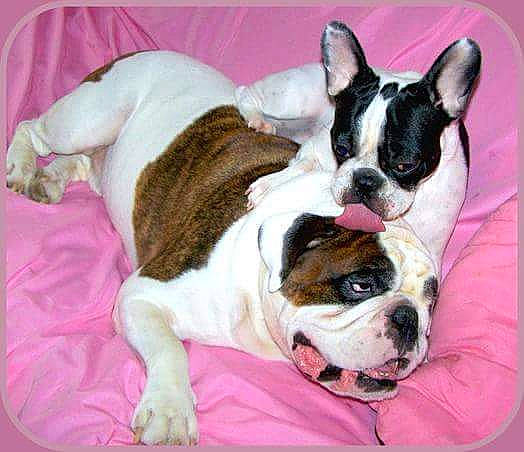 Diabolo participe au concours pour gagner de l'argent avec cette photo : australian_bulldog, bulldog, canidae, carnivore, companion_dog, dog, dog_breed, french_bulldog, mammal, non_sporting_group, old_english_bulldog, olde_english_bulldogge, puppy, puppy_love, rare_breed_dog, snout, sporting_group, toy_bulldog, valley_bulldog, vertebrate